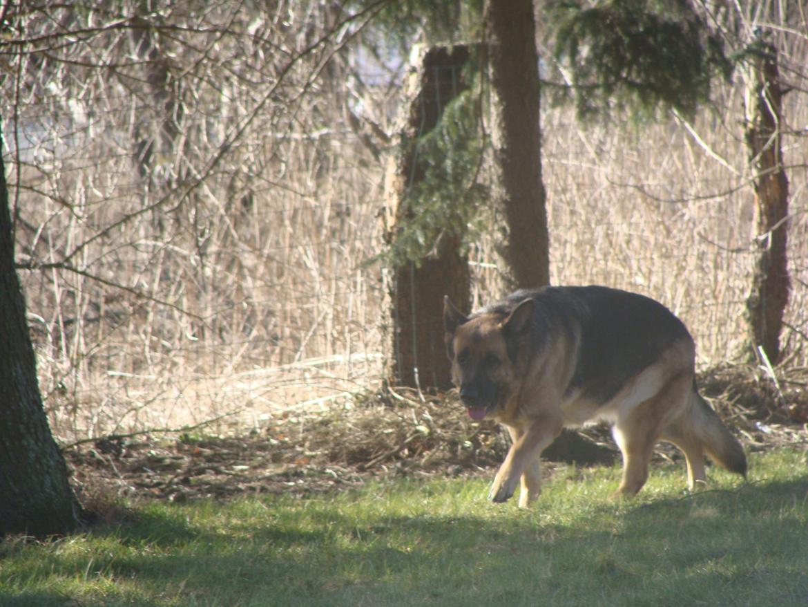 Schæferhund Tesvanes Gabbie billede 14