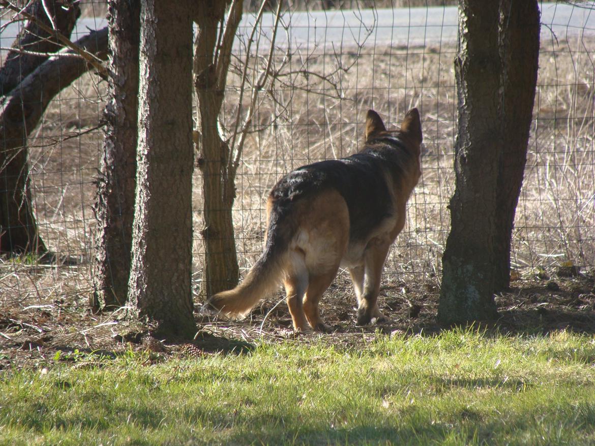 Schæferhund Tesvanes Gabbie billede 4