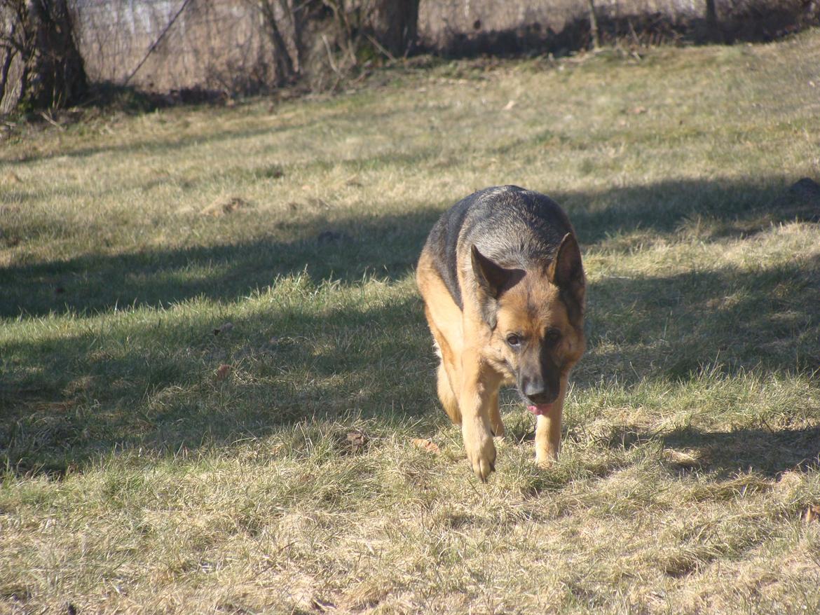 Schæferhund Tesvanes Gabbie billede 16