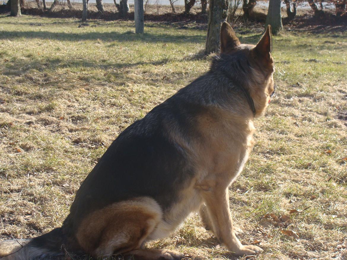 Schæferhund Tesvanes Gabbie billede 17