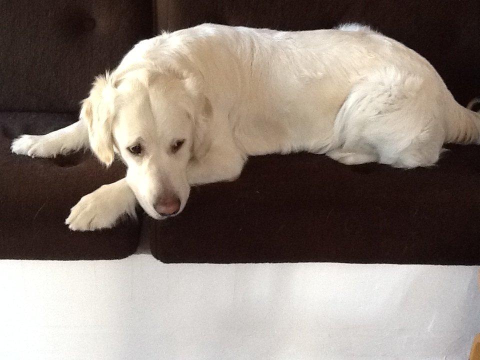 Golden retriever jessie billede 11