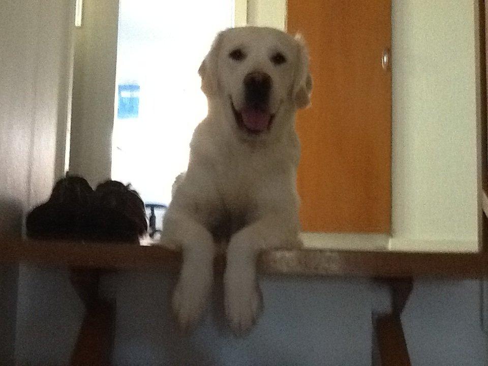 Golden retriever jessie billede 9