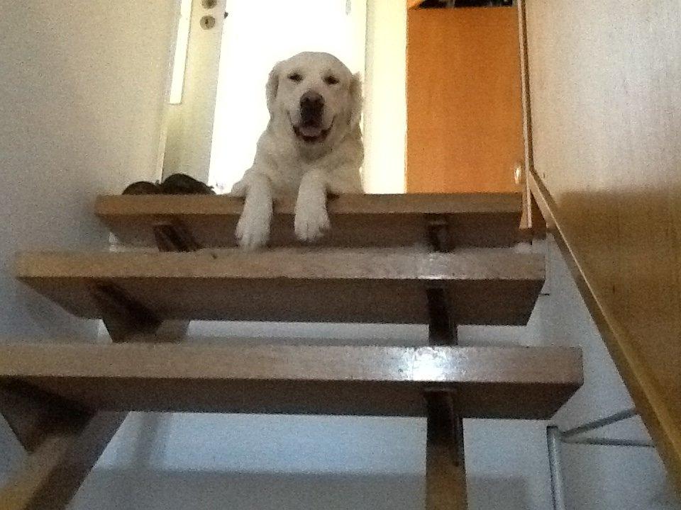 Golden retriever jessie billede 10