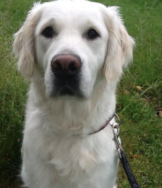 Golden retriever jessie billede 12