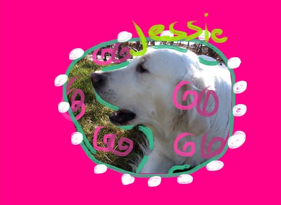 Golden retriever jessie billede 13