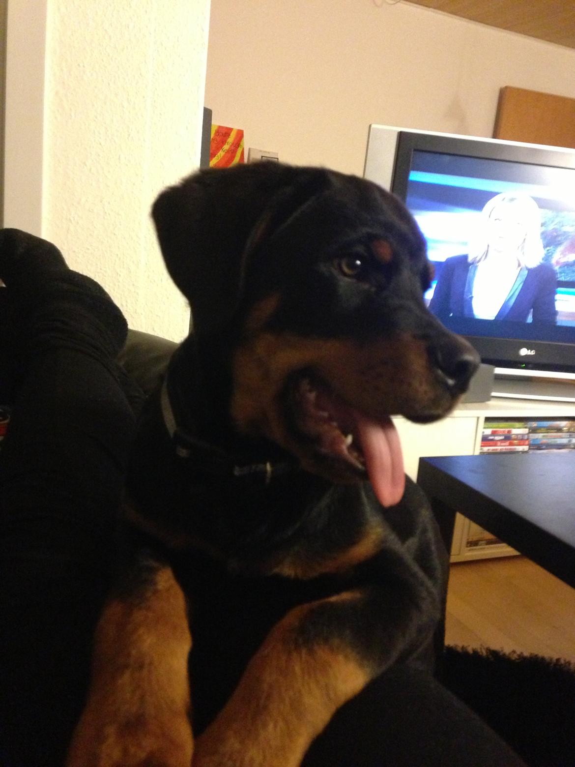 Rottweiler Elvis billede 7