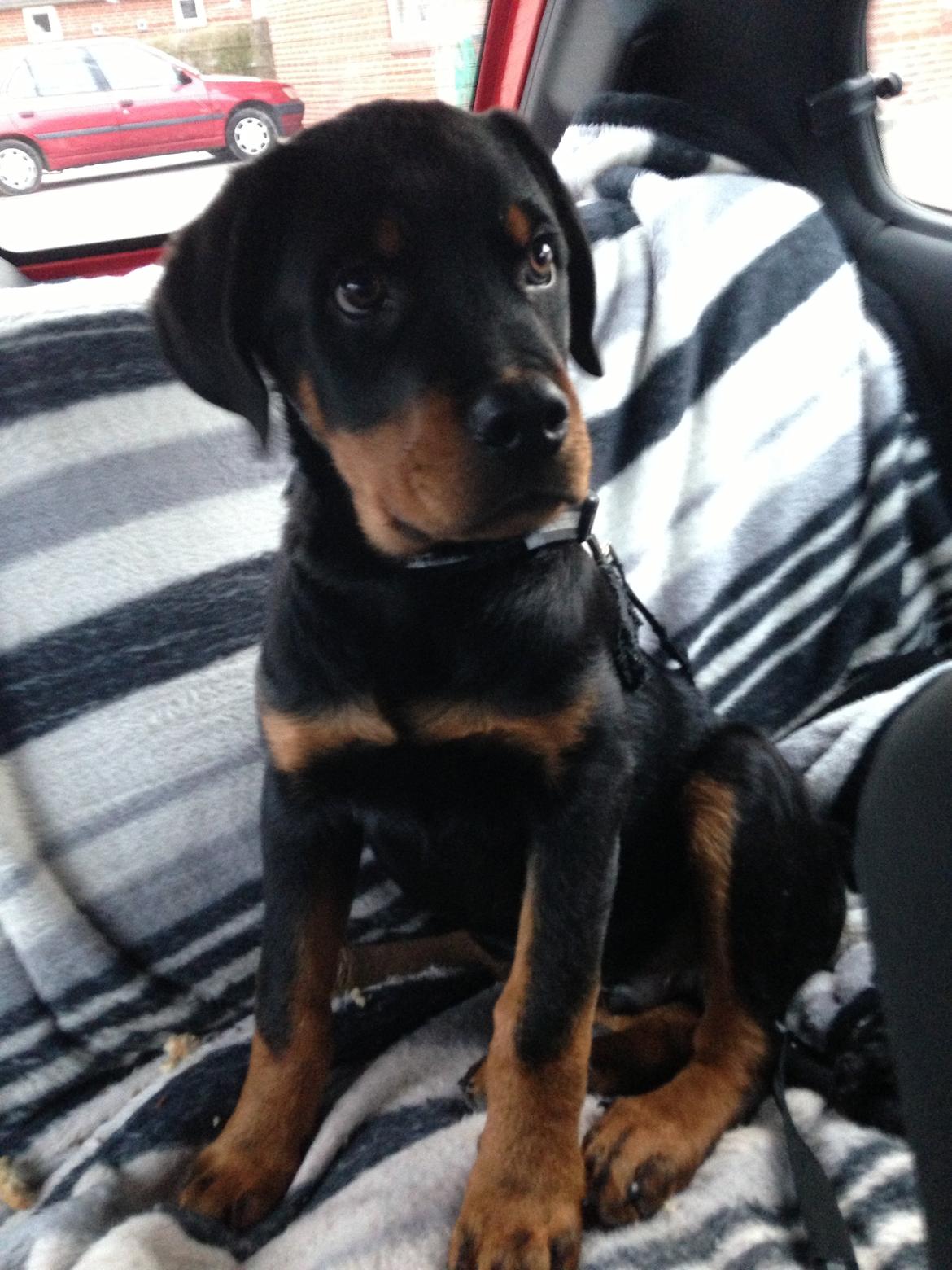 Rottweiler Elvis billede 19