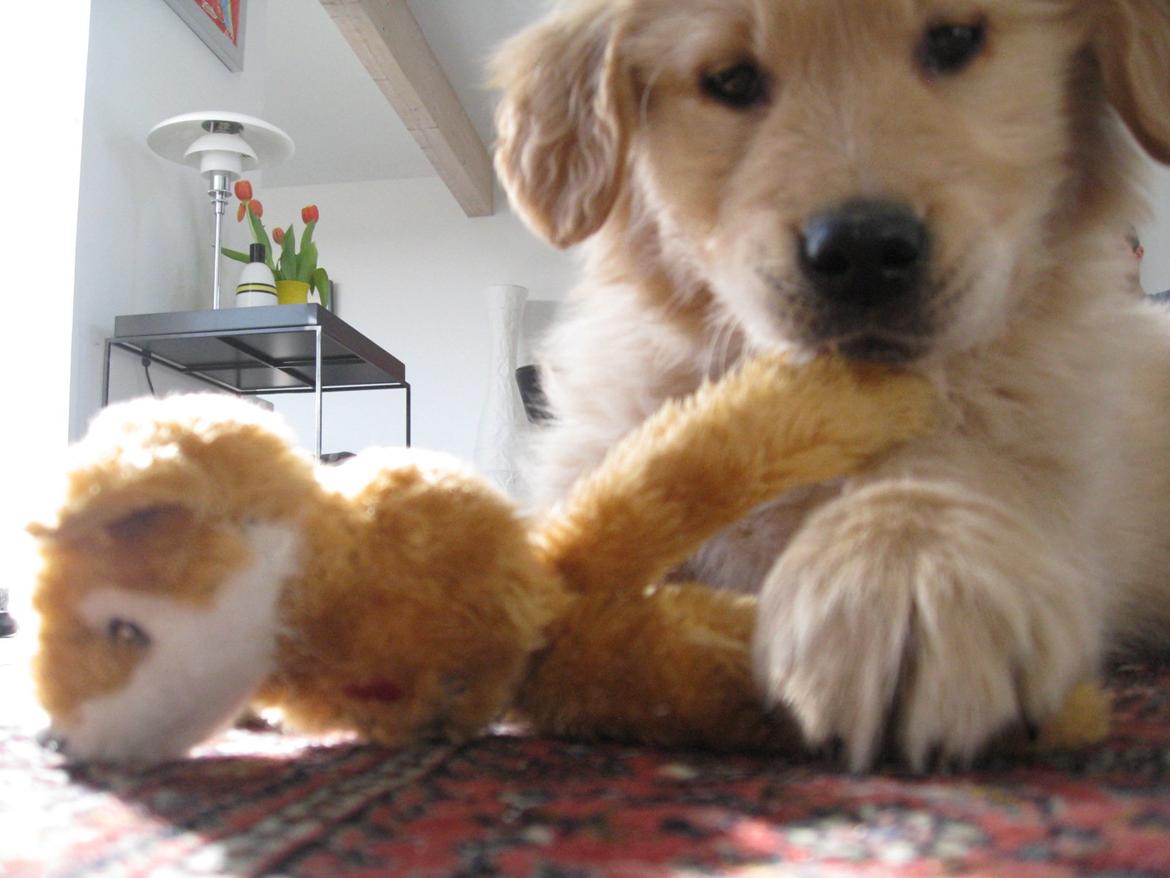 Golden retriever Buddy - Elsker sit "Kong" Legetøj :) billede 3