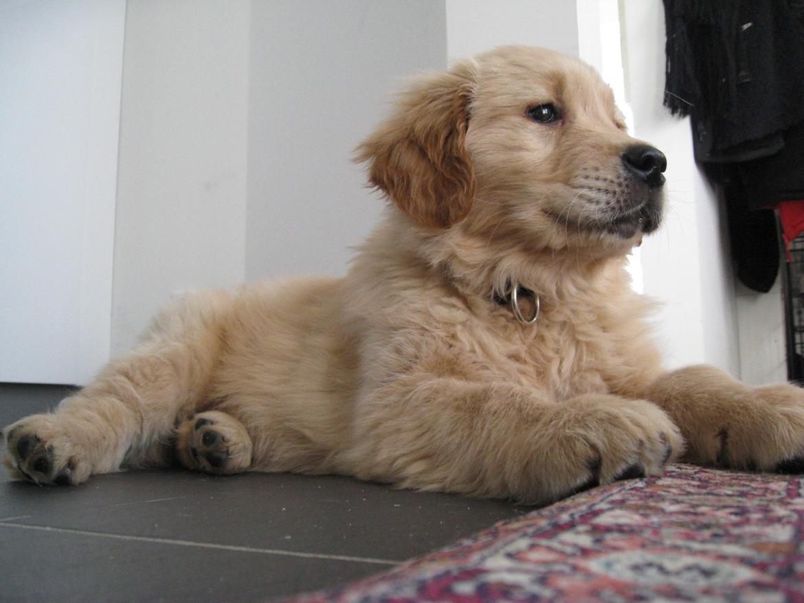 Golden retriever Buddy - Ligger min lille Kongelige hunde Vaps ;) billede 4