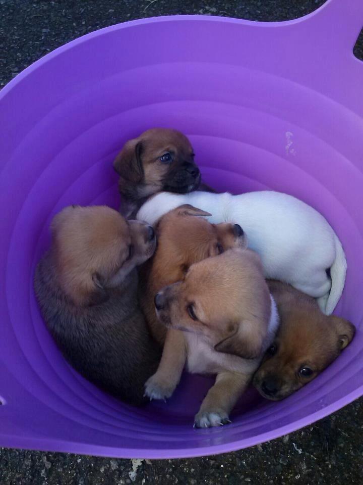 Blanding af racer Schlüter - Hele kuldet i en spand. Schlüter er ham i midten ;-)
5 uger gammel billede 5