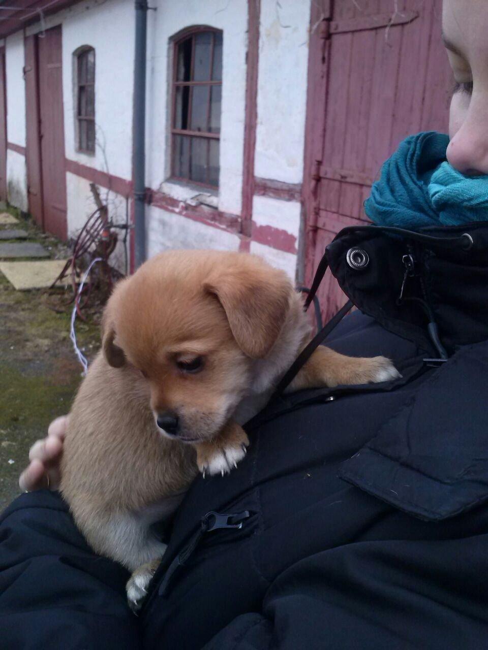 Blanding af racer Schlüter - 5 uger gammel og ude for første gang billede 7