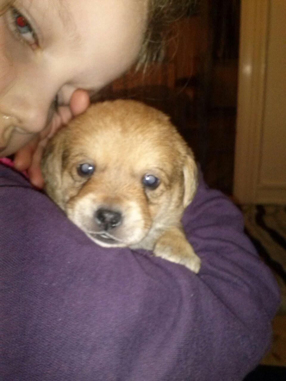 Blanding af racer Schlüter - Lille puttegøj <3
4 uger gammel billede 3