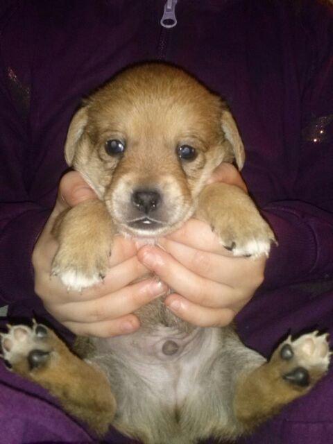 Blanding af racer Schlüter - 4 uger gammel billede 4