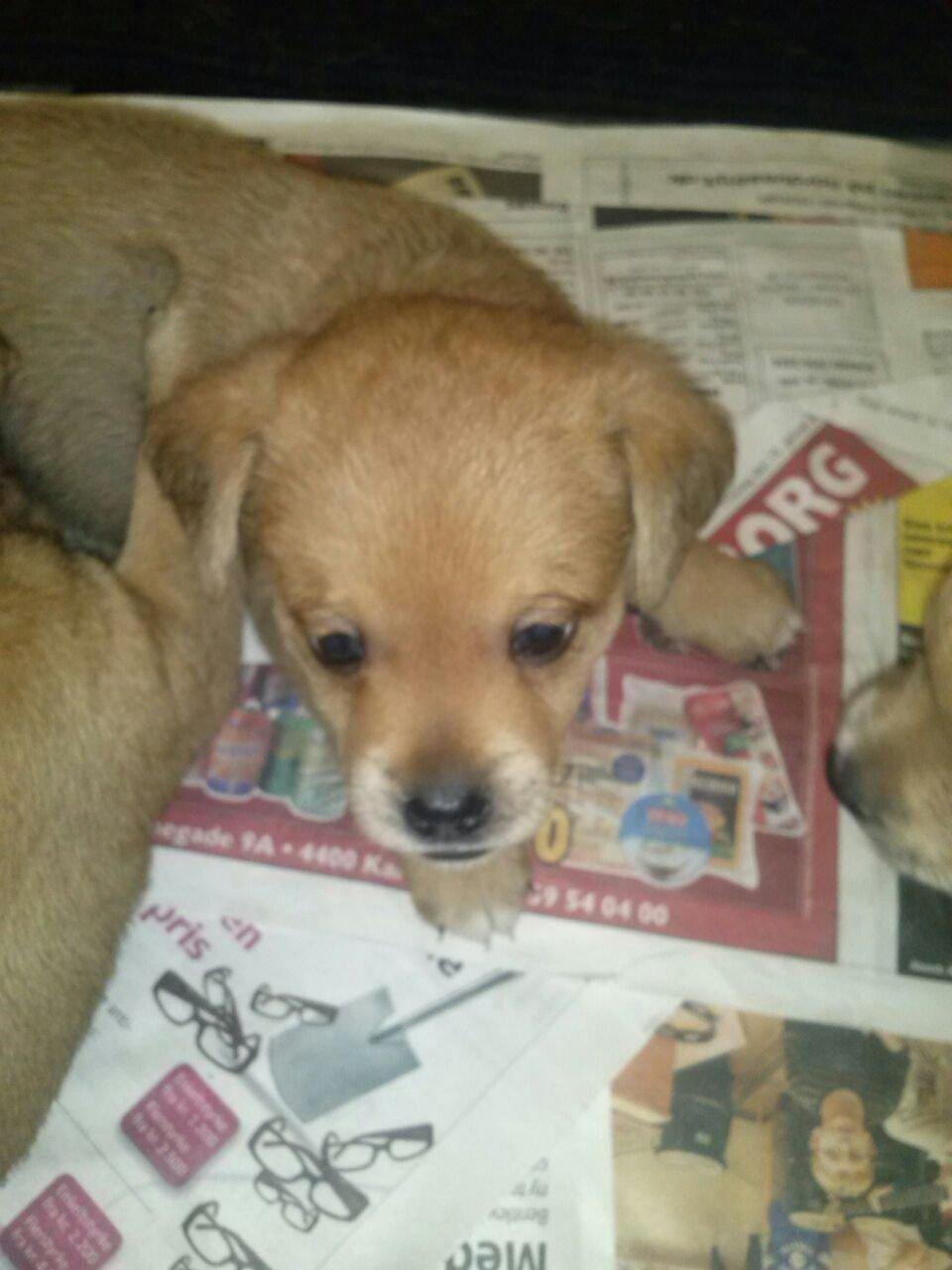 Blanding af racer Schlüter - 3 uger gammel og har lige fået sin første tand... billede 2