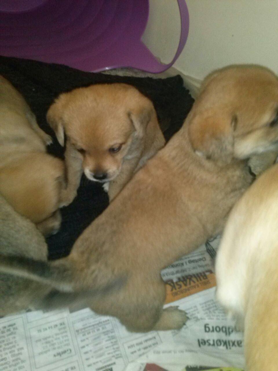 Blanding af racer Schlüter - Hvordan mon man kommer op her? Iiihhh det ser så spændende ud på den anden side ;-)
3 uger gammel billede 1