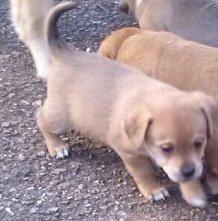 Blanding af racer Schlüter - Lille bassehund på den første tur udendørs. 5 uger gammel billede 6