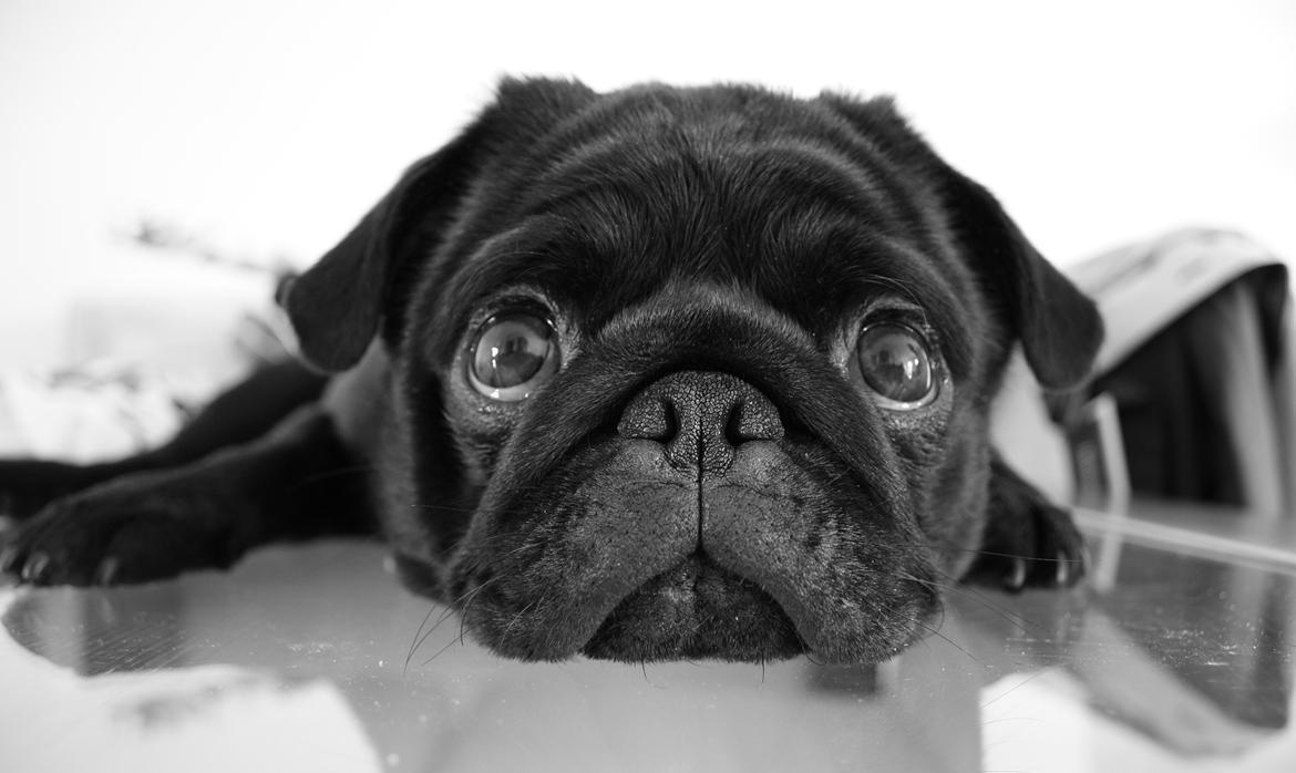 Mops Charlie billede 1