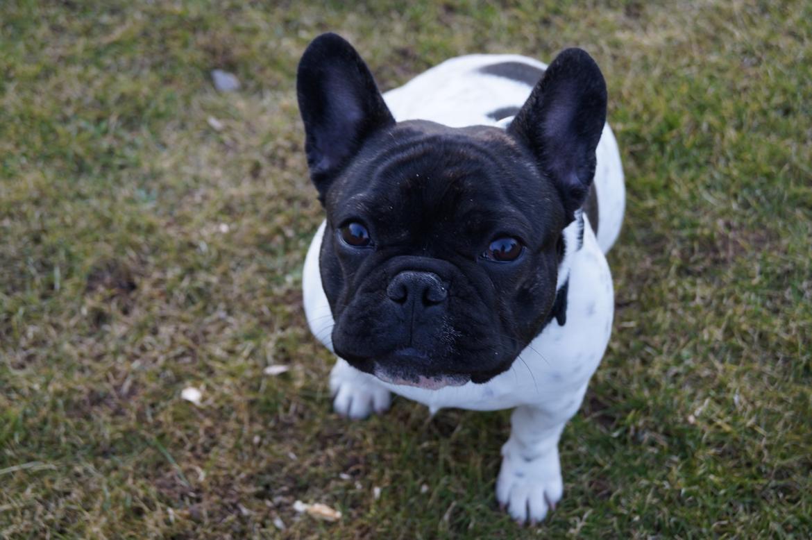 Fransk bulldog HUGS Baltasar Berliquet - Bøllemus 9 mdr billede 16