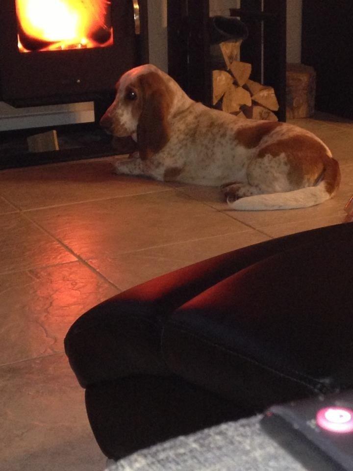 Basset hound Lotte billede 1
