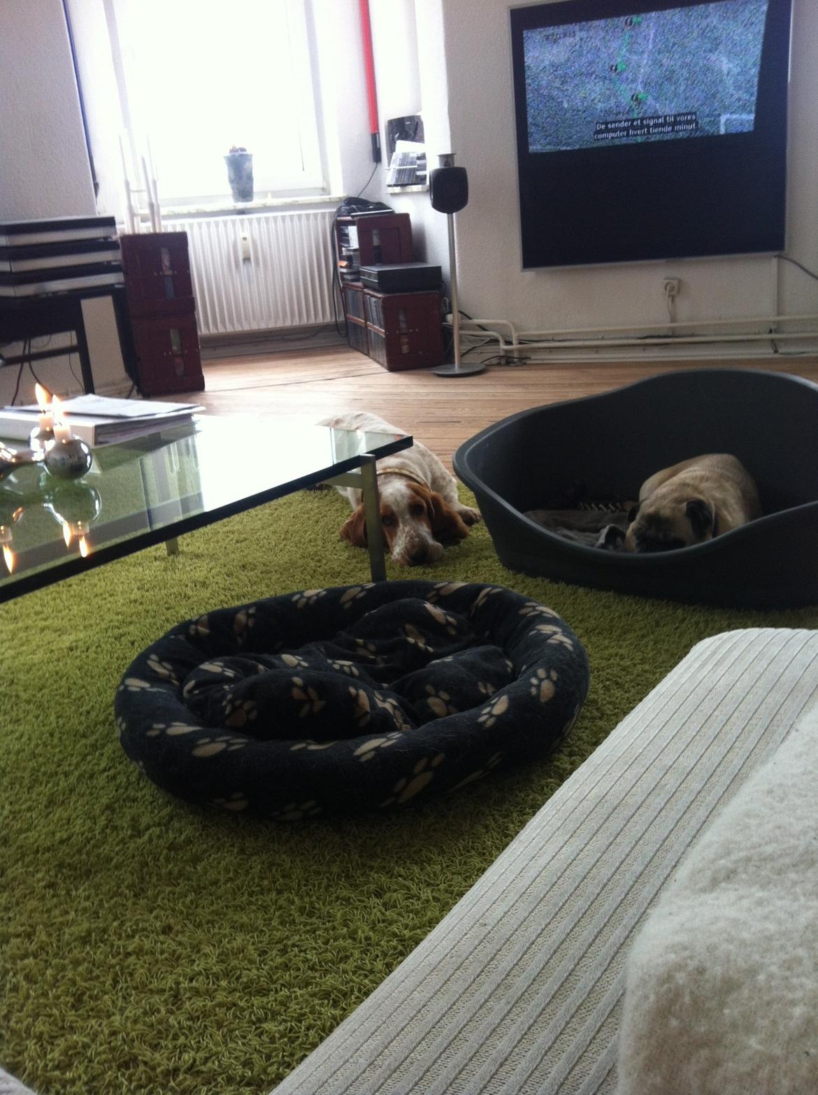 Basset hound Lotte billede 2