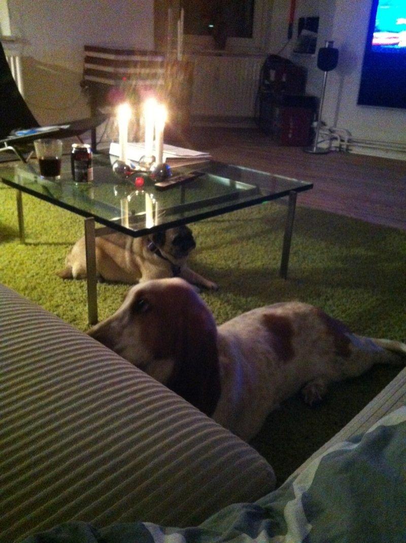 Basset hound Lotte billede 3