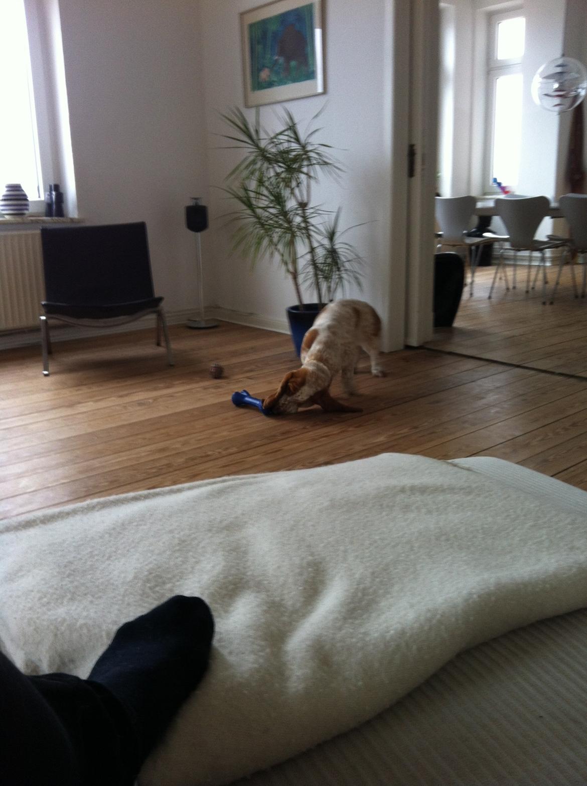 Basset hound Lotte billede 4