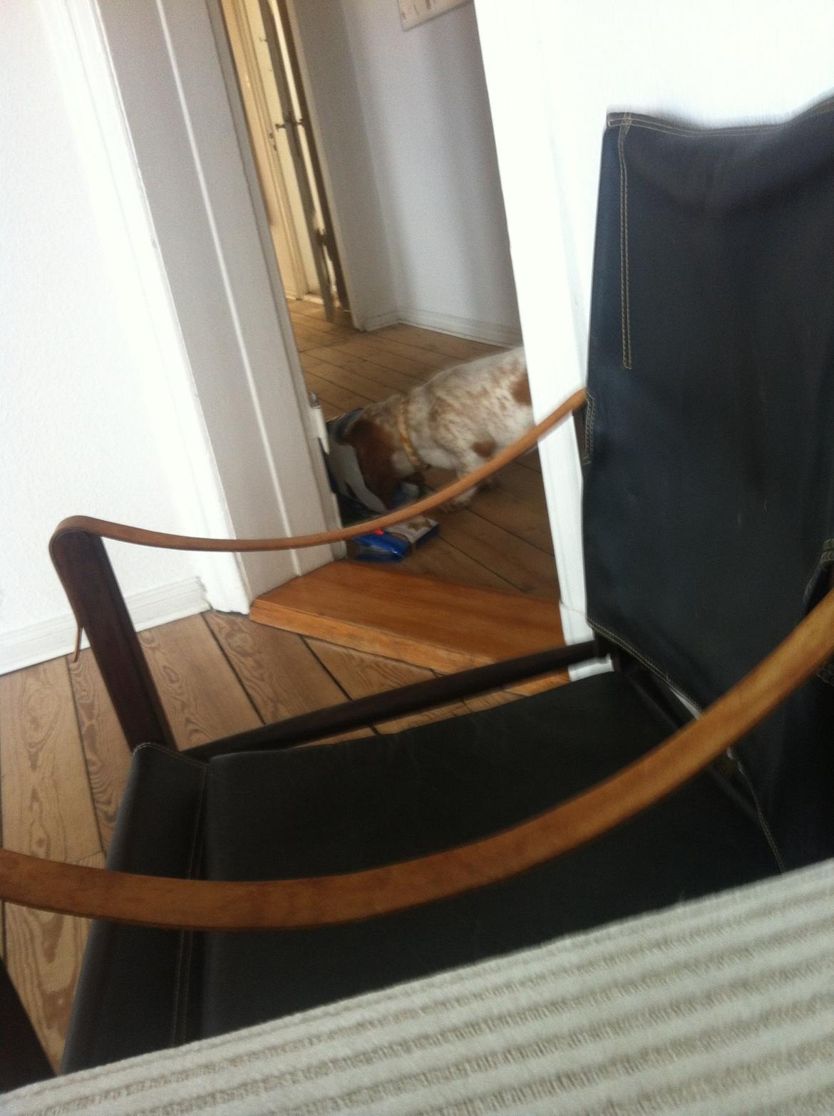 Basset hound Lotte billede 5