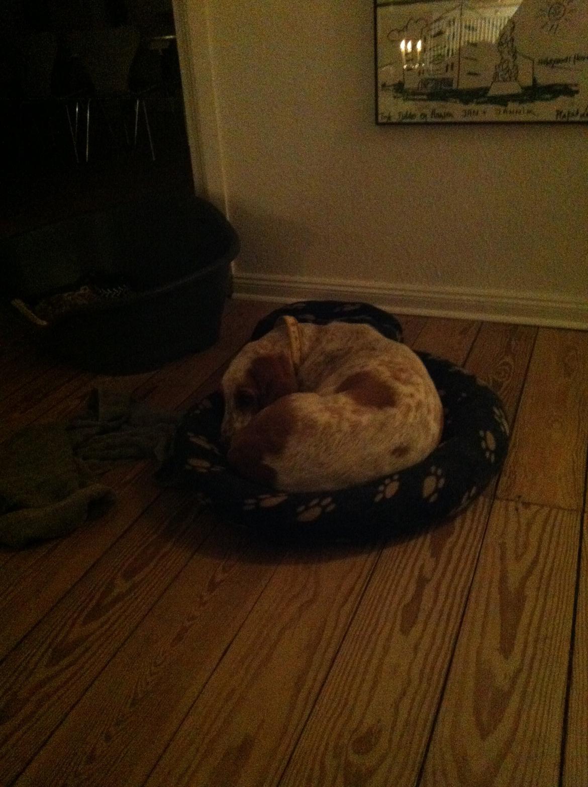 Basset hound Lotte billede 6