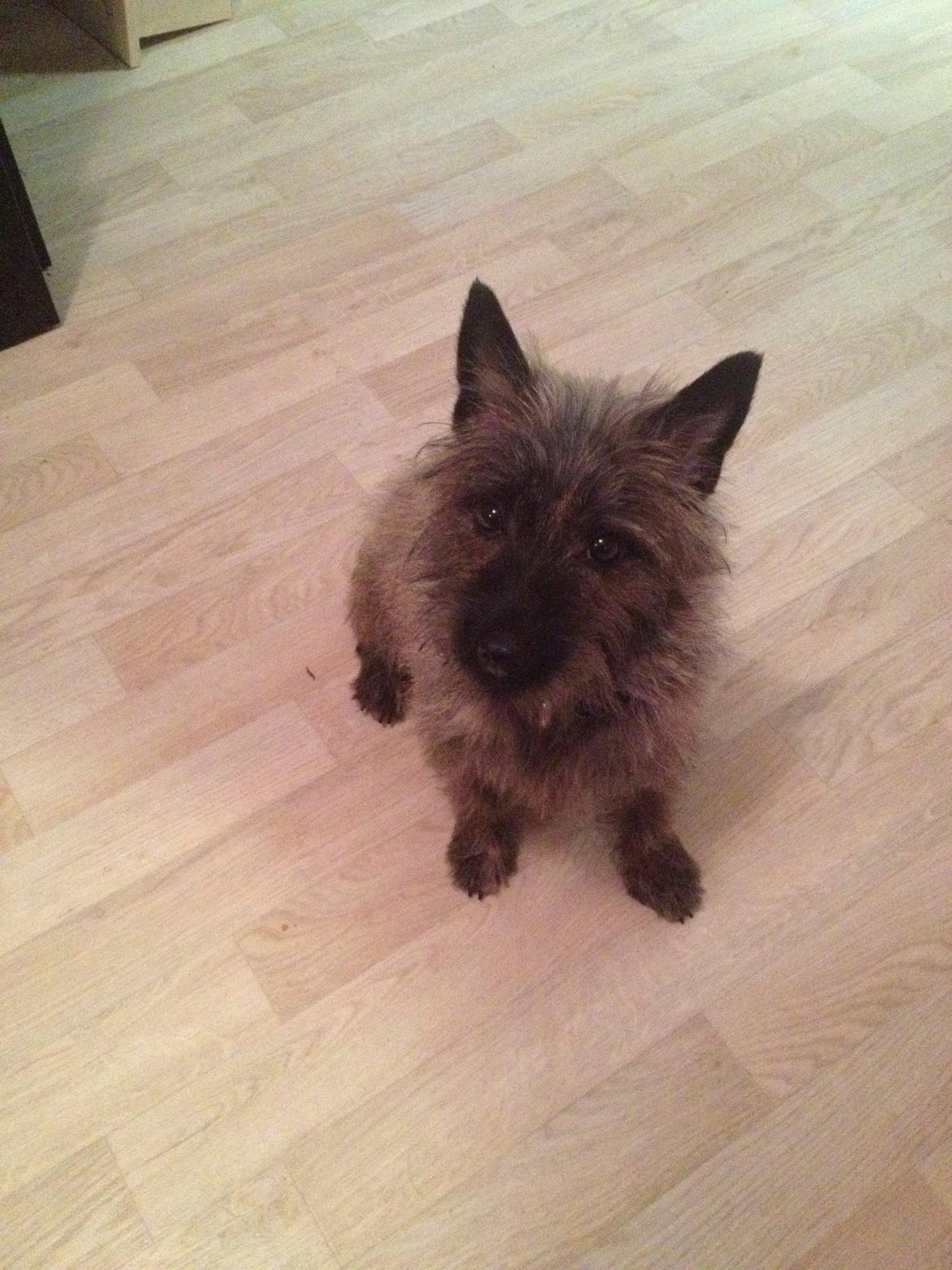 Cairn terrier Cairnehusets Bine "solgt" billede 1
