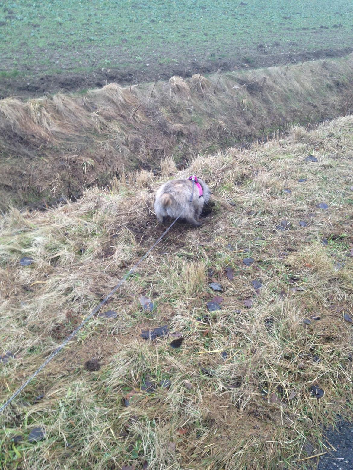 Cairn terrier Cairnehusets Bine "solgt" - bine graver hul billede 2