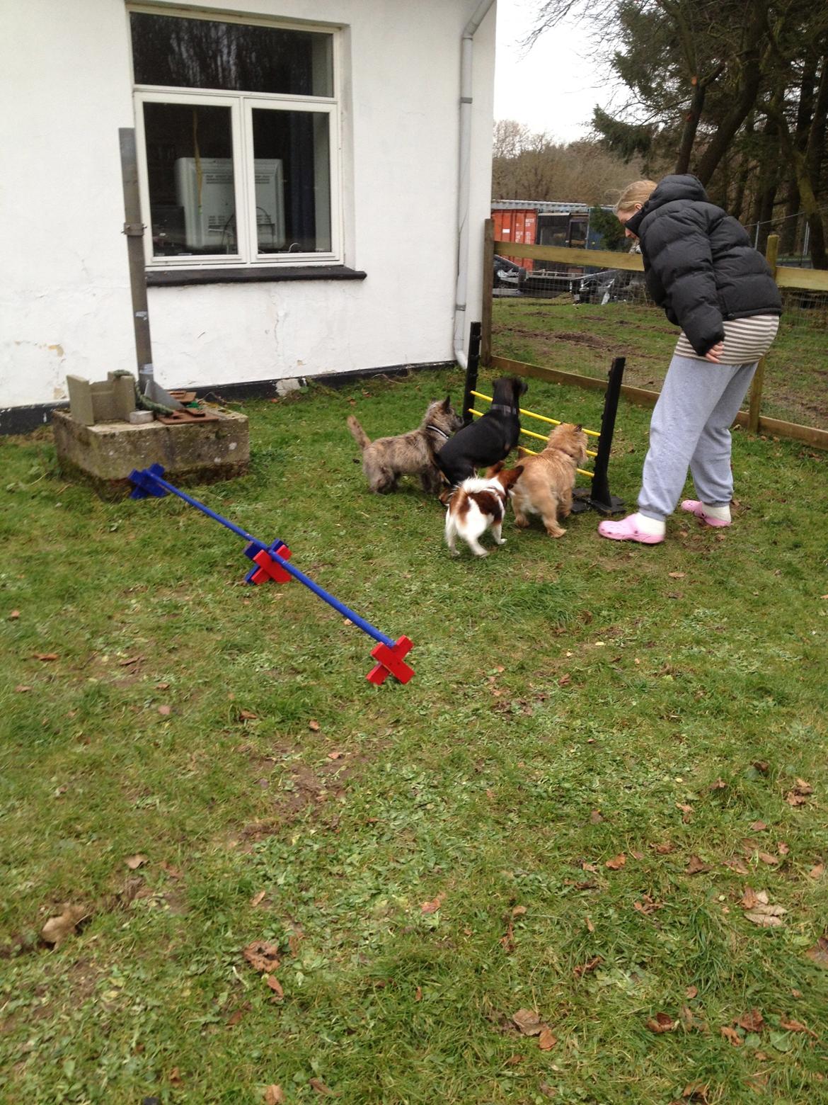 Cairn terrier Cairnehusets Bine "solgt" - øh ja vi skulle prøve det der agillity? alle 4 så ud som om jeg var dum billede 3