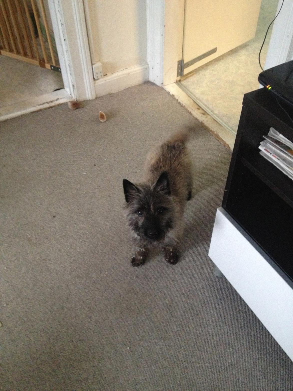 Cairn terrier Cairnehusets Bine "solgt" billede 4