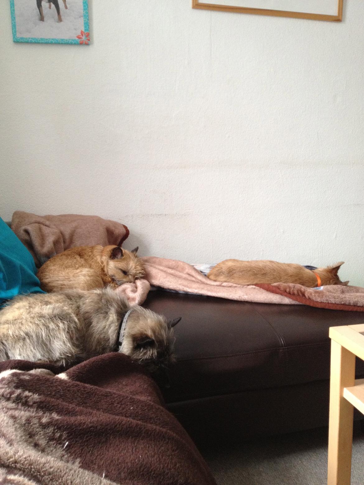 Cairn terrier Cairnehusets Bine "solgt" - hygge i sofaen, alle er trætte efter en tur i hundeskoven billede 5