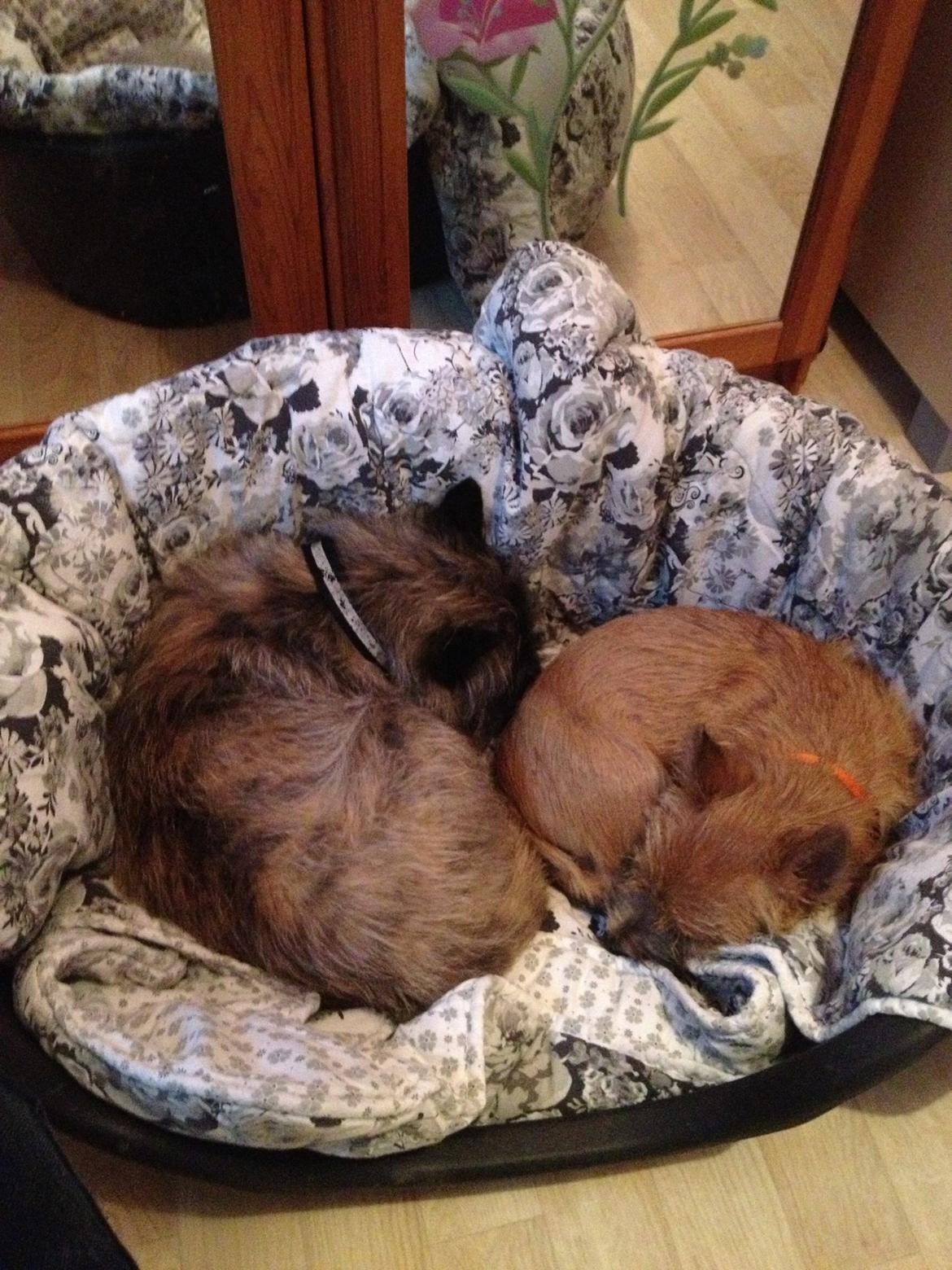 Cairn terrier Cairnehusets Bine "solgt" - bine og dixie putter i kurven billede 6