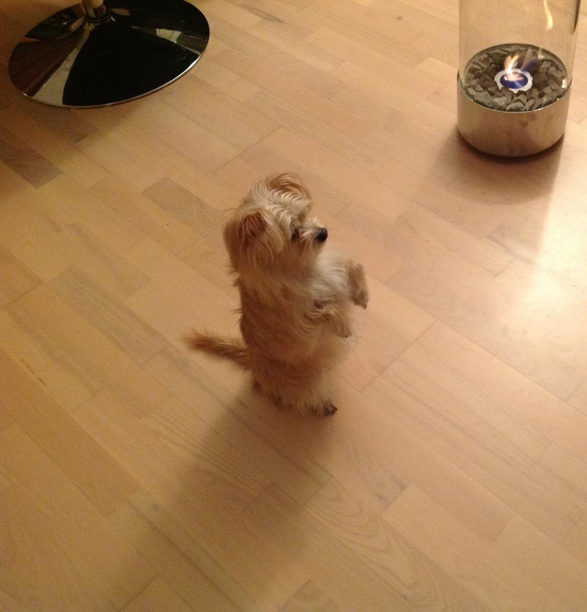 Blanding af racer sussi billede 7