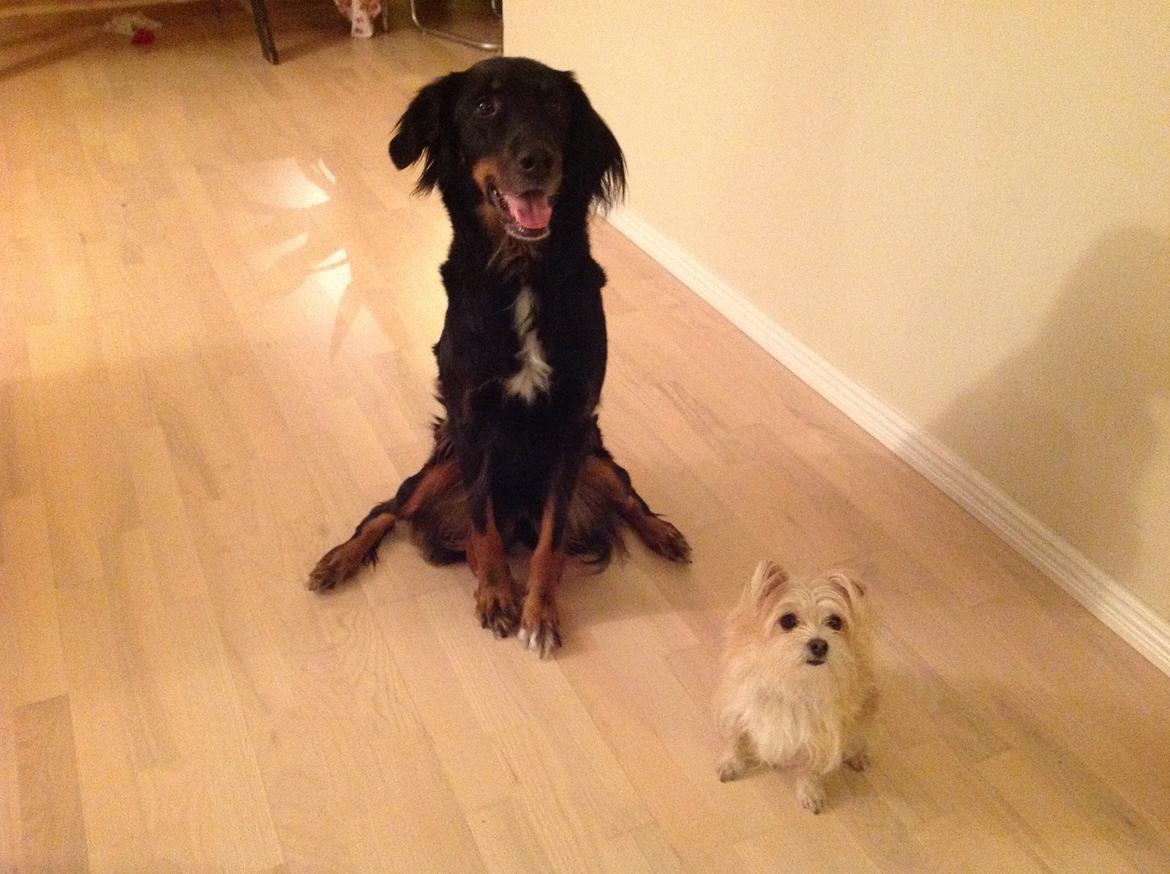 Blanding af racer sussi billede 8