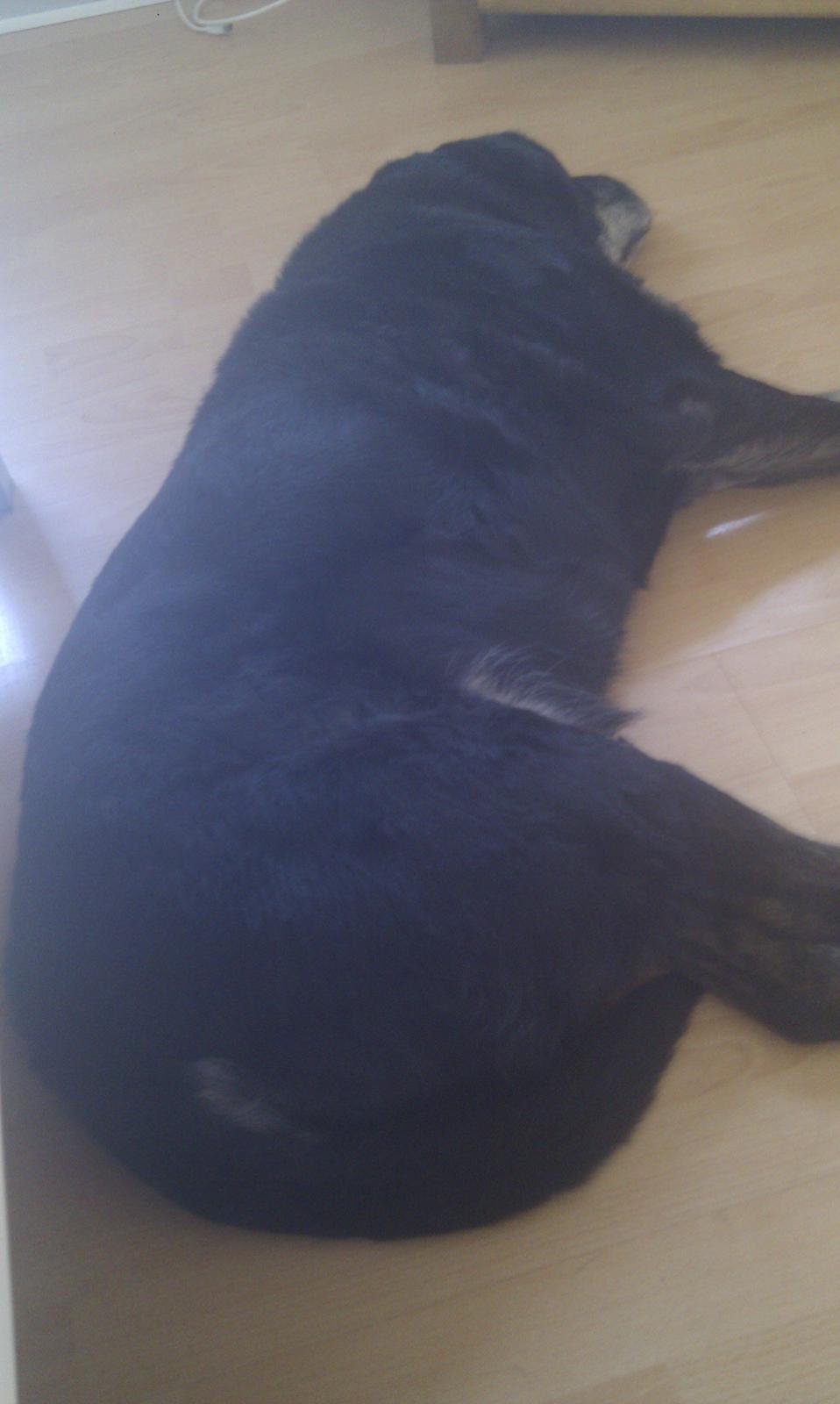 Blanding af racer Buller R.I.P billede 14