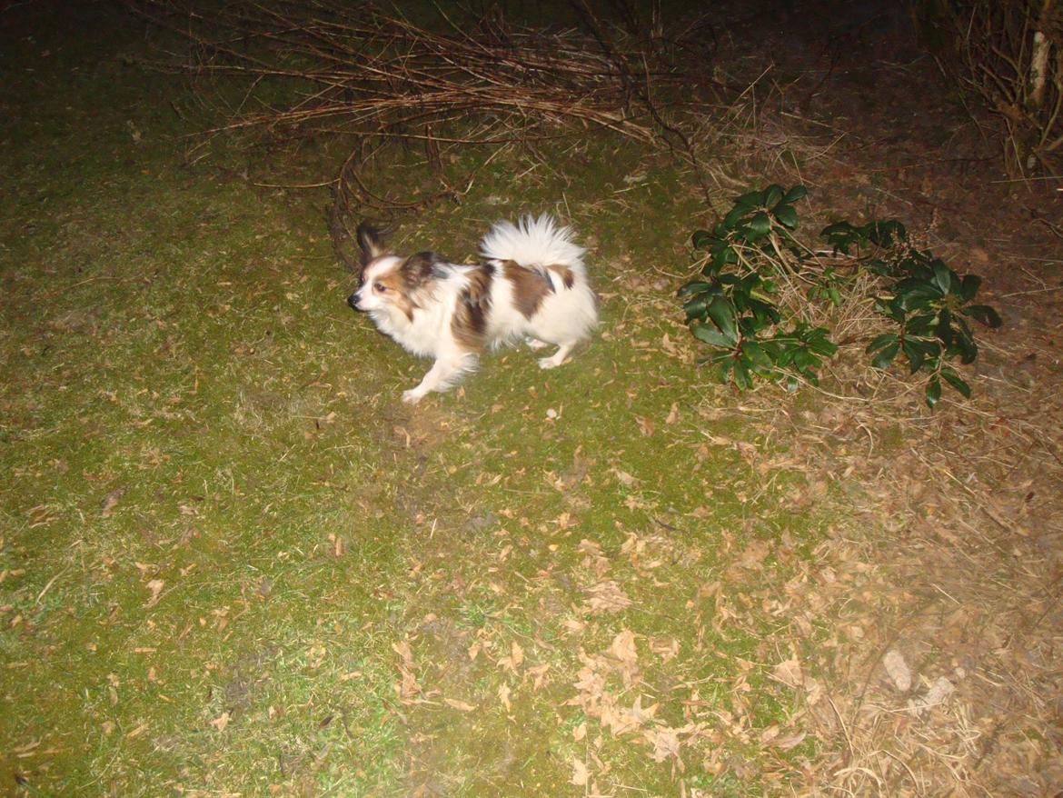 Papillon Jeanne d`Archs Victoria kaldet Vicky - idag 10/3 013 har Vicky og mor her set på julerosen....0blomster.... billede 17