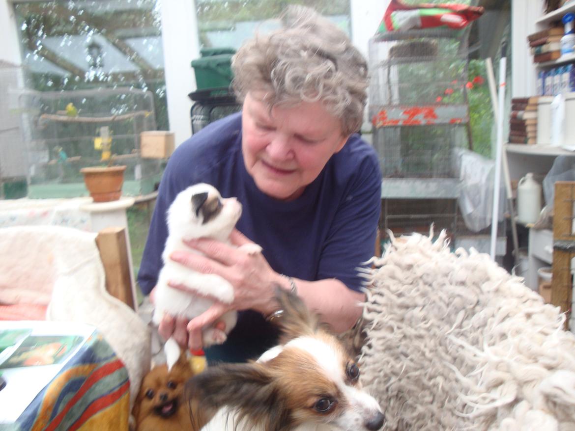 Papillon Jeanne d`Archs Victoria kaldet Vicky billede 1