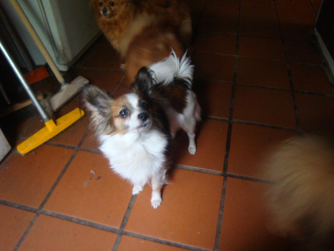 Papillon Jeanne d`Archs Victoria kaldet Vicky - Vicky i bryggerset de andre smålinger forventer godbidder.... billede 9