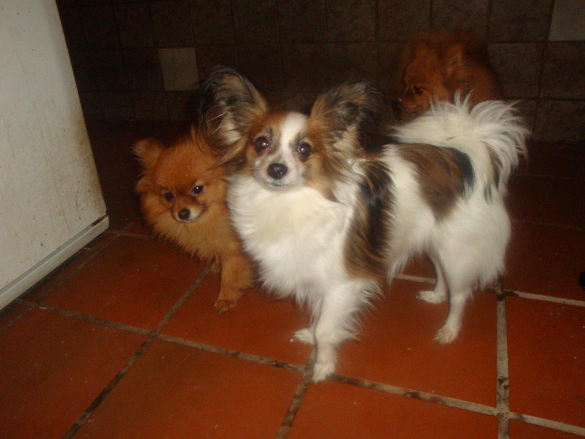 Papillon Jeanne d`Archs Victoria kaldet Vicky billede 18