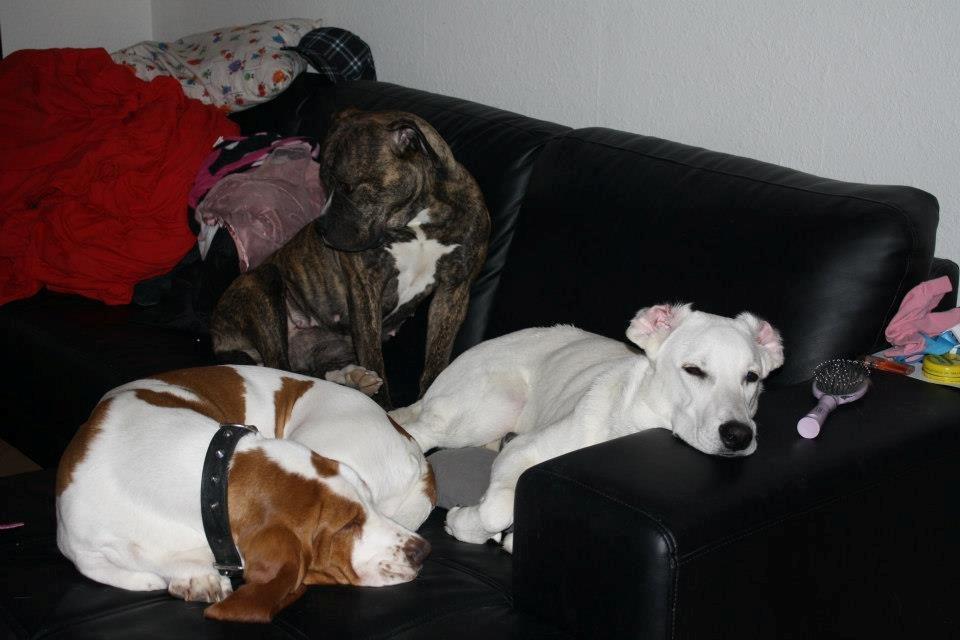 Basset hound Fred - Fred kæreste Mille broholmer/boxer mix og kammeraten jango hvidschæfer/lab mix billede 2