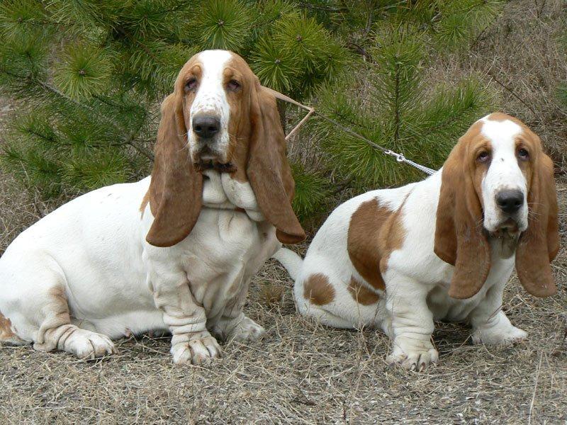 Basset hound Fred - Fred 5 mdr. sammen med sin mor. billede 1