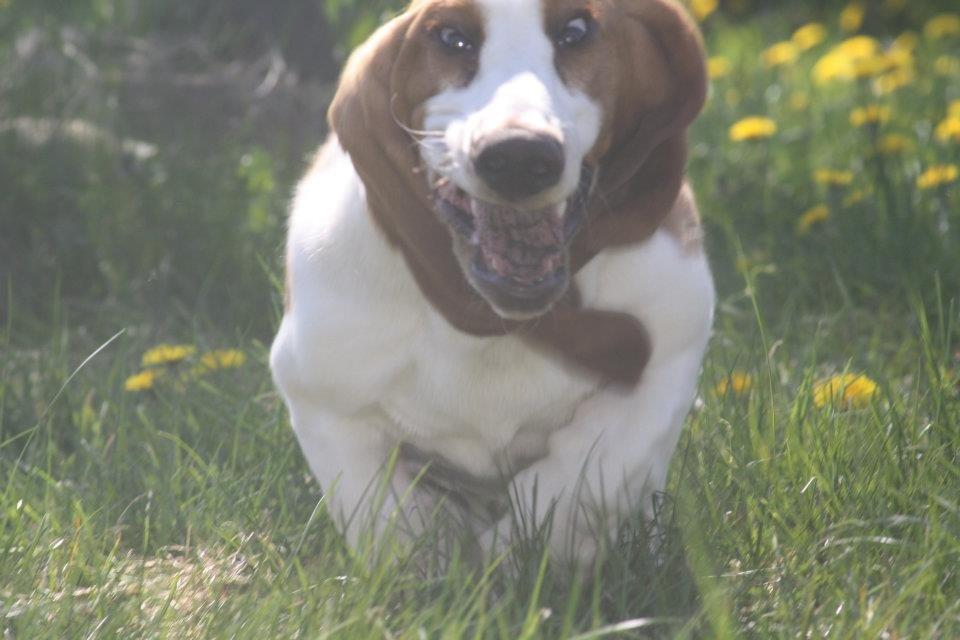 Basset hound Fred - Jeg er så farlig.. billede 4