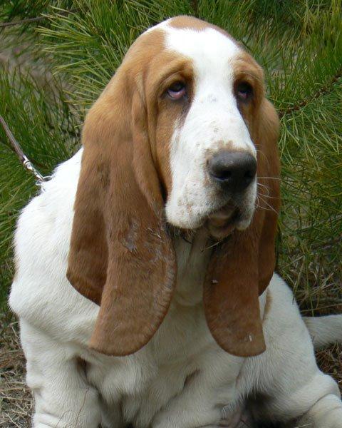 Basset hound Fred billede 5