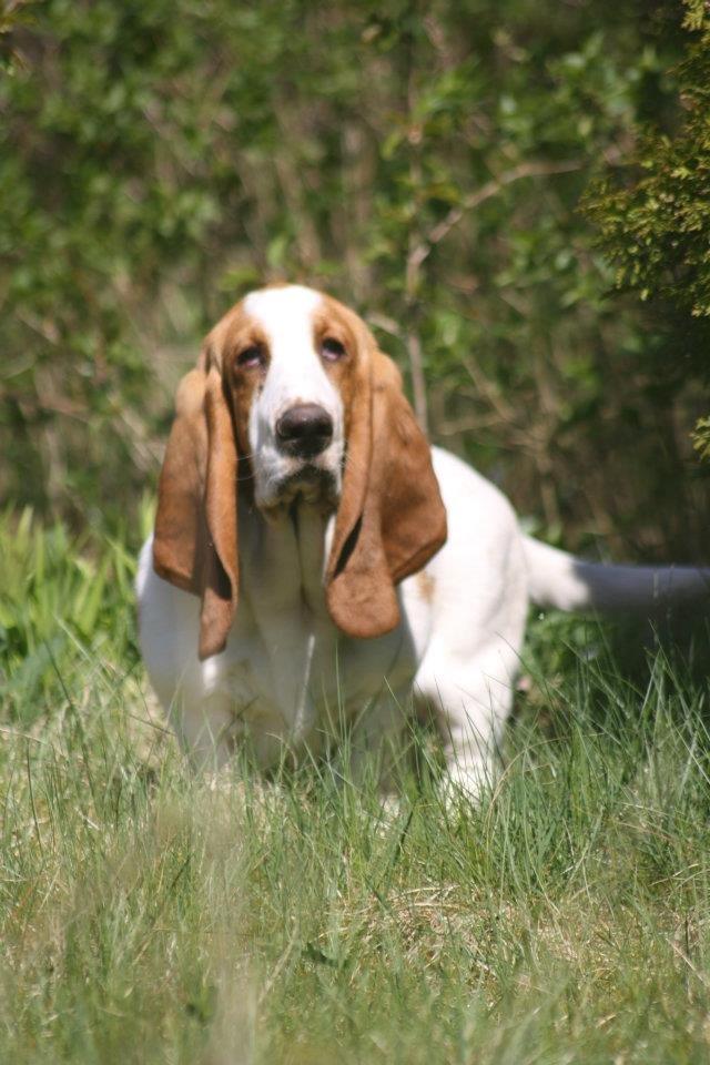 Basset hound Fred billede 6