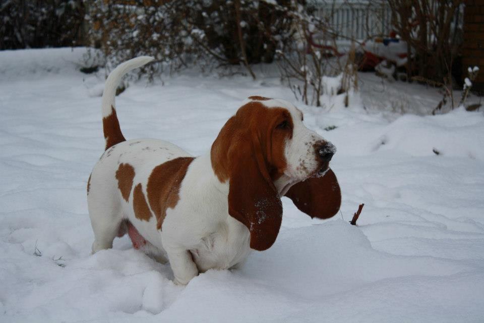 Basset hound Fred - Ikke fedt at lege i sneen, når ens ben ikke er mere end 15 cm og sneen er 25 cm billede 7