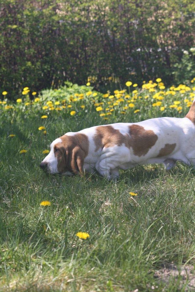 Basset hound Fred - Jeg fandt dig.. lille mus kom op af hullet. billede 8