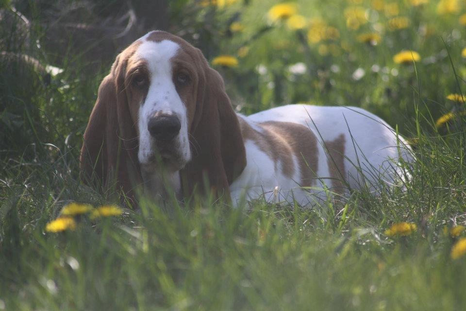 Basset hound Fred billede 9