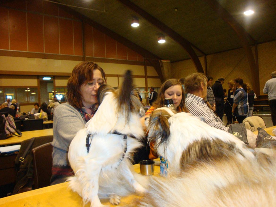 Papillon Jeanne d`Archs Victoria kaldet Vicky - vi mødte Vickys kuldsøster Wilhelmine og  bortset fra str.ligner de hinanden utroligt meget billede 19